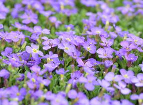 Tařička kosníkovitá 'Audrey Light Blue' - Aubrieta deltoides 'Audrey Light Blue'
