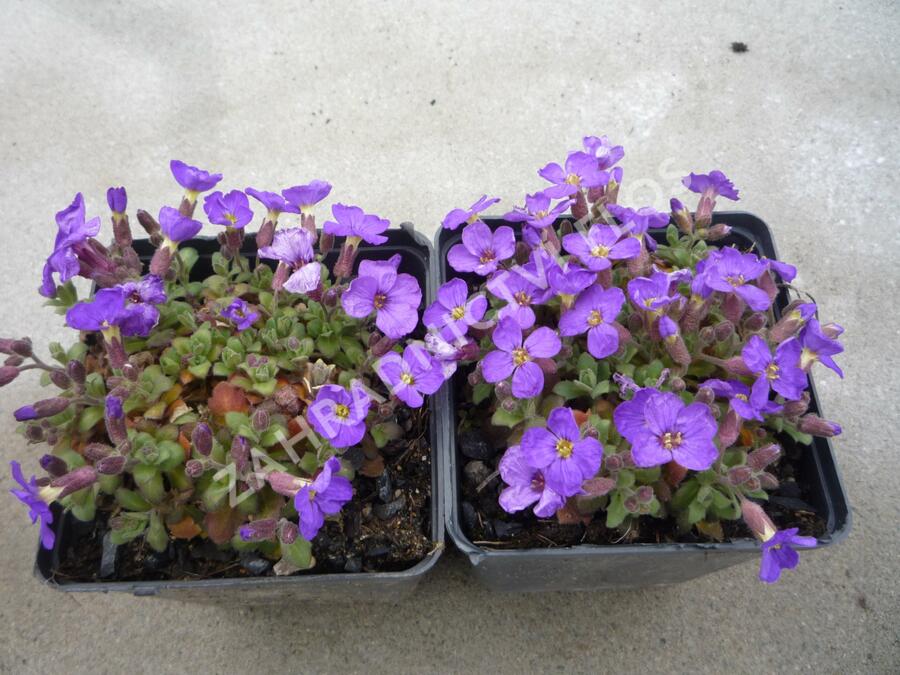 Tařička kosníkovitá 'Audrey Light Blue' - Aubrieta deltoides 'Audrey Light Blue'