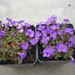 Tařička kosníkovitá 'Audrey Light Blue' - Aubrieta deltoides 'Audrey Light Blue'