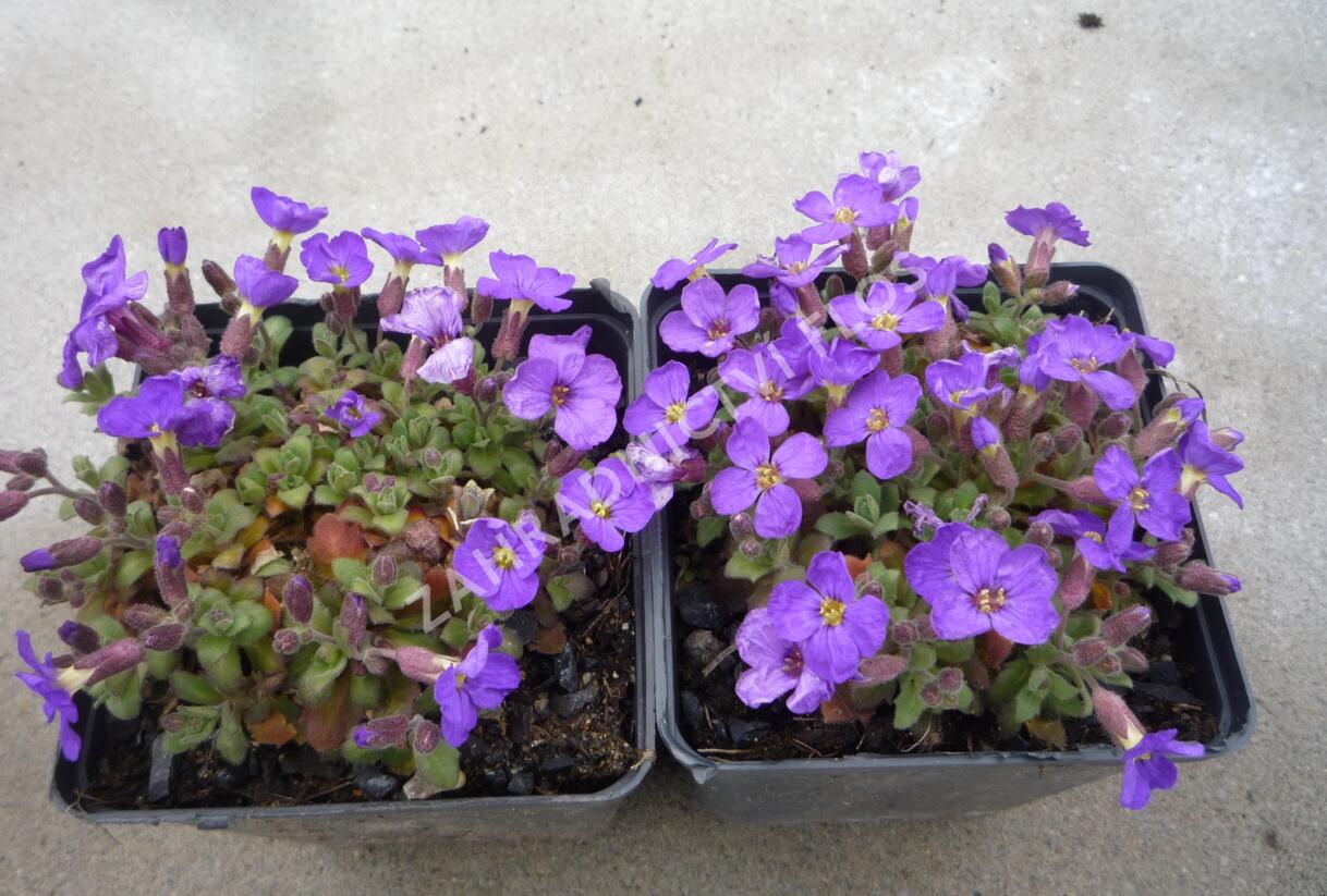 Tařička kosníkovitá 'Audrey Light Blue' - Aubrieta deltoides 'Audrey Light Blue'