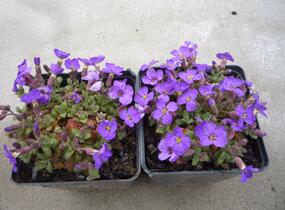Tařička kosníkovitá 'Audrey Light Blue' - Aubrieta deltoides 'Audrey Light Blue'