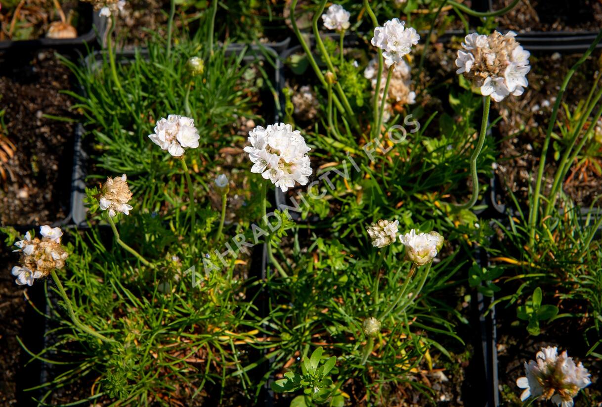 Trávnička přímořská 'Armada White' - Armeria maritima 'Armada White'