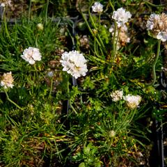 Trávnička přímořská 'Armada White' - Armeria maritima 'Armada White'