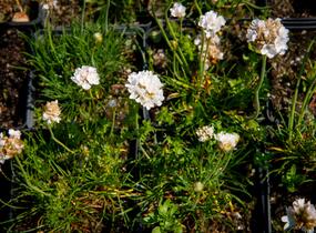Trávnička přímořská 'Armada White' - Armeria maritima 'Armada White'