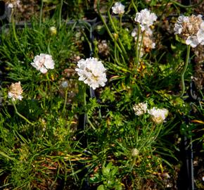 Trávnička přímořská 'Armada White' - Armeria maritima 'Armada White'