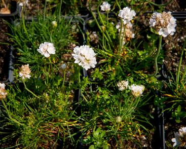 Trávnička přímořská 'Armada White'