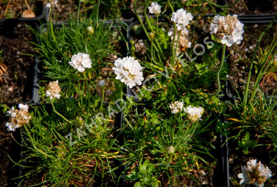 Trávnička přímořská 'Armada White' - Armeria maritima 'Armada White'