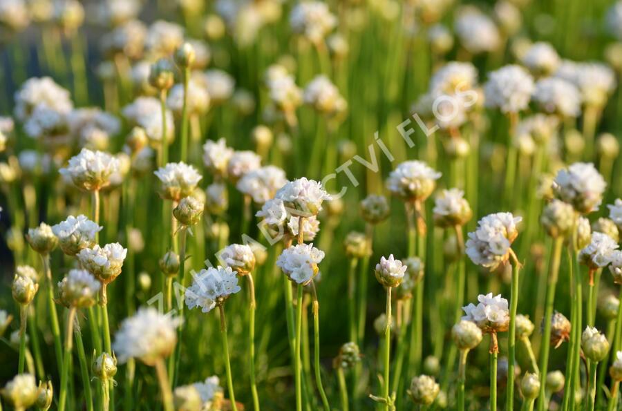 Trávnička přímořská 'Armada White' - Armeria maritima 'Armada White'