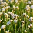 Trávnička přímořská 'Armada White' - Armeria maritima 'Armada White'