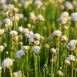 Trávnička přímořská 'Armada White' - Armeria maritima 'Armada White'