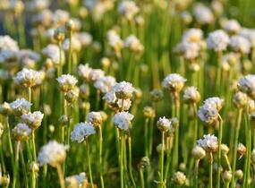 Trávnička přímořská 'Armada White' - Armeria maritima 'Armada White'