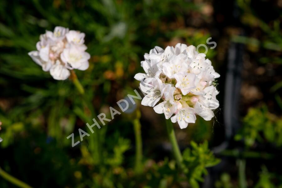 Trávnička přímořská 'Armada White' - Armeria maritima 'Armada White'
