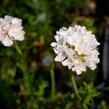 Trávnička přímořská 'Armada White' - Armeria maritima 'Armada White'