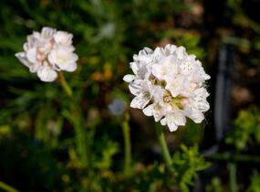 Trávnička přímořská 'Armada White' - Armeria maritima 'Armada White'
