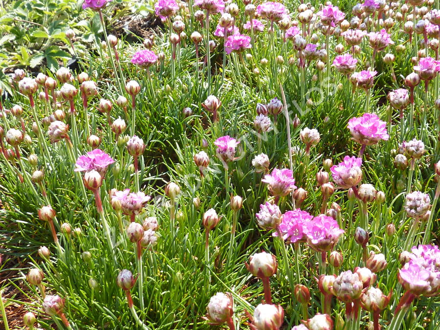 Trávnička přímořská 'Armada Rose' - Armeria maritima 'Armada Rose'