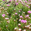 Trávnička přímořská 'Armada Rose' - Armeria maritima 'Armada Rose'