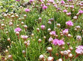 Trávnička přímořská 'Armada Rose' - Armeria maritima 'Armada Rose'