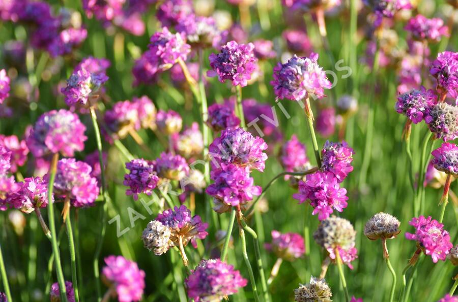 Trávnička přímořská 'Armada Rose' - Armeria maritima 'Armada Rose'