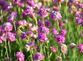 Trávnička přímořská 'Armada Rose' - Armeria maritima 'Armada Rose'