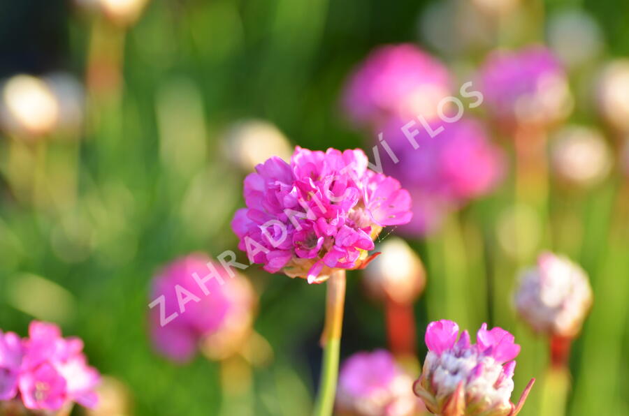 Trávnička přímořská 'Armada Rose' - Armeria maritima 'Armada Rose'