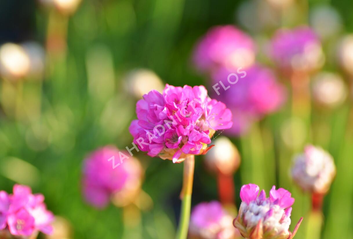 Trávnička přímořská 'Armada Rose' - Armeria maritima 'Armada Rose'