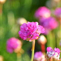 Trávnička přímořská 'Armada Rose' - Armeria maritima 'Armada Rose'