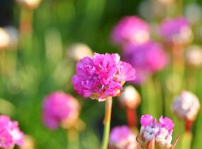 Trávnička přímořská 'Armada Rose' - Armeria maritima 'Armada Rose'