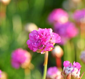 Trávnička přímořská 'Armada Rose' - Armeria maritima 'Armada Rose'