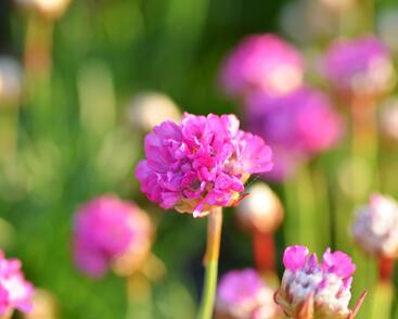 Trávnička přímořská 'Armada Rose'