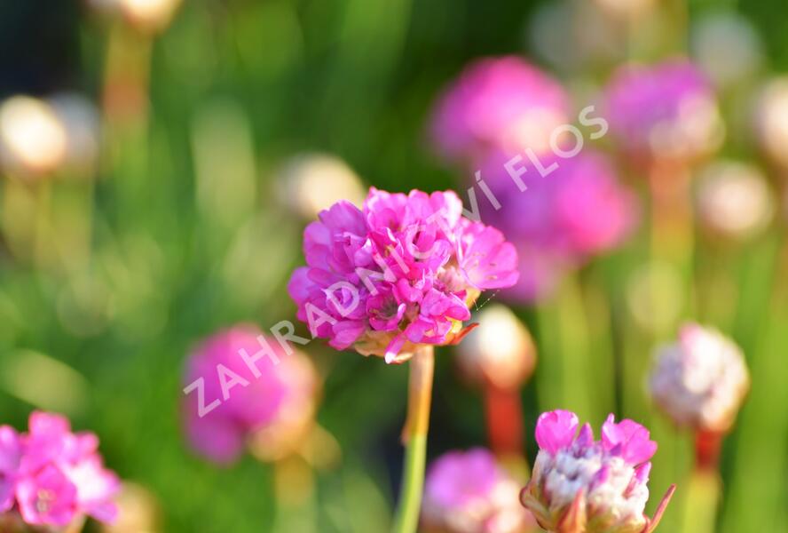 Trávnička přímořská 'Armada Rose' - Armeria maritima 'Armada Rose'
