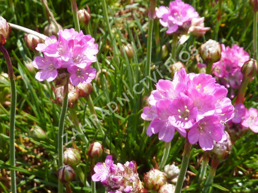 Trávnička přímořská 'Armada Rose' - Armeria maritima 'Armada Rose'