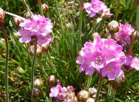 Trávnička přímořská 'Armada Rose' - Armeria maritima 'Armada Rose'
