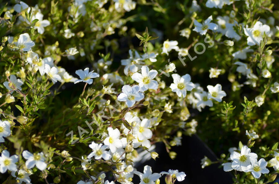 Písečnice horská 'Blizzard Compact' - Arenaria montana 'Blizzard Compact'