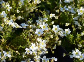 Písečnice horská 'Blizzard Compact' - Arenaria montana 'Blizzard Compact'