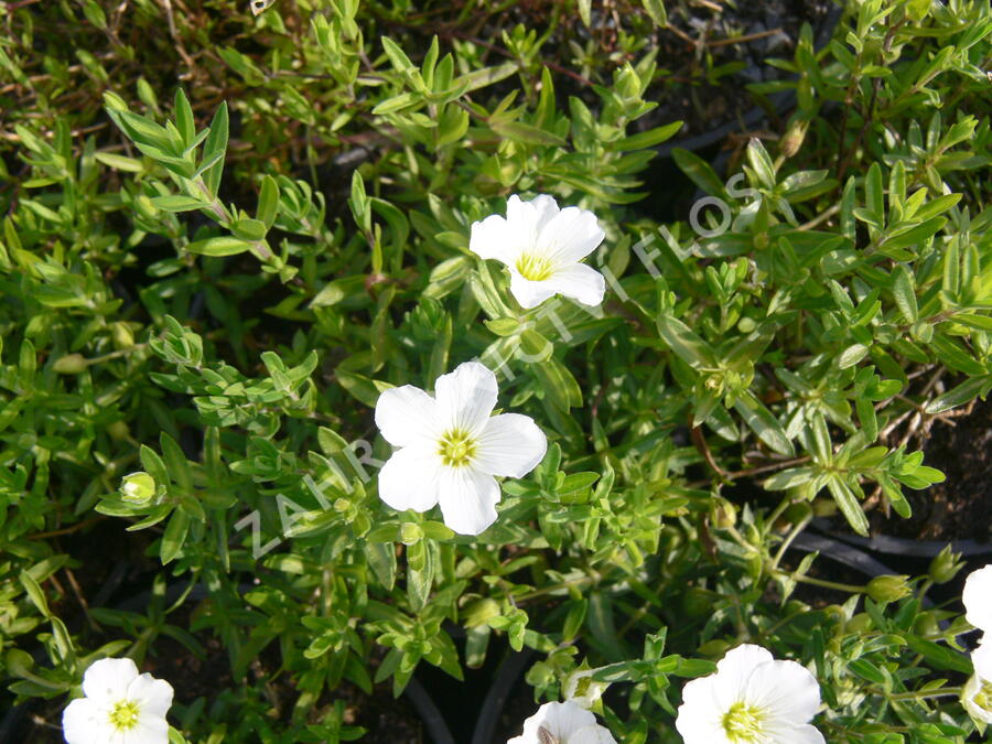 Písečnice horská 'Blizzard' - Arenaria montana 'Blizzard'