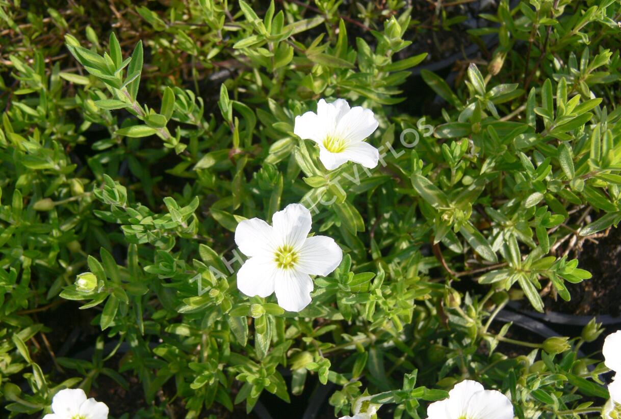 Písečnice horská 'Blizzard' - Arenaria montana 'Blizzard'