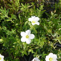 Písečnice horská 'Blizzard' - Arenaria montana 'Blizzard'