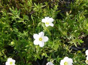 Písečnice horská 'Blizzard' - Arenaria montana 'Blizzard'