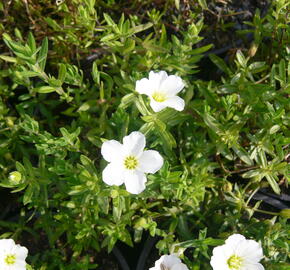 Písečnice horská 'Blizzard' - Arenaria montana 'Blizzard'