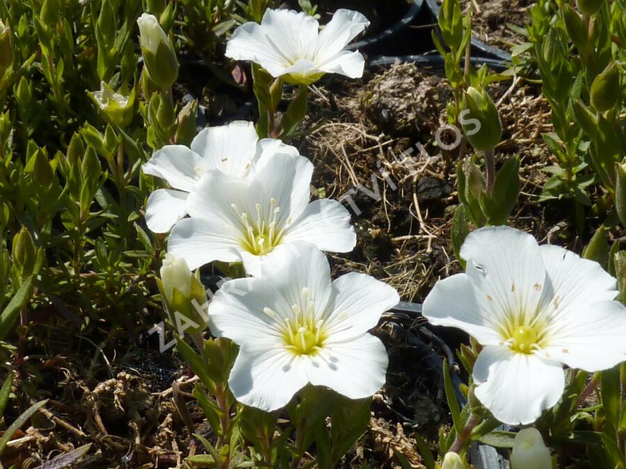 Písečnice horská 'Blizzard' - Arenaria montana 'Blizzard'