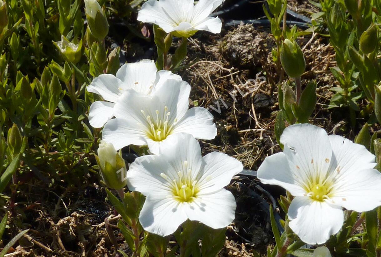 Písečnice horská 'Blizzard' - Arenaria montana 'Blizzard'