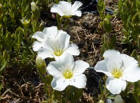 Písečnice horská 'Blizzard' - Arenaria montana 'Blizzard'
