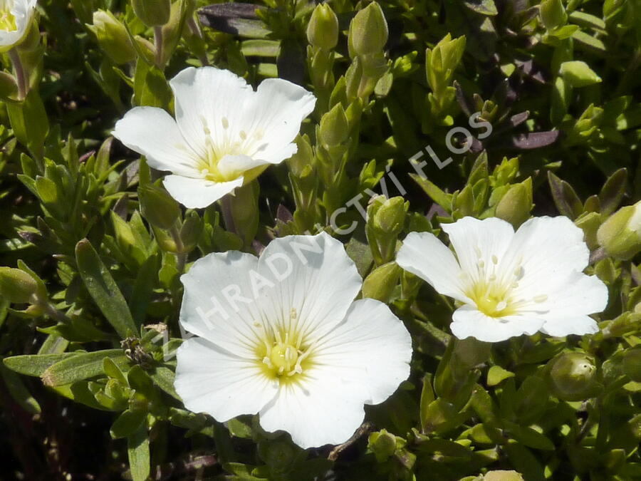 Písečnice horská 'Blizzard' - Arenaria montana 'Blizzard'