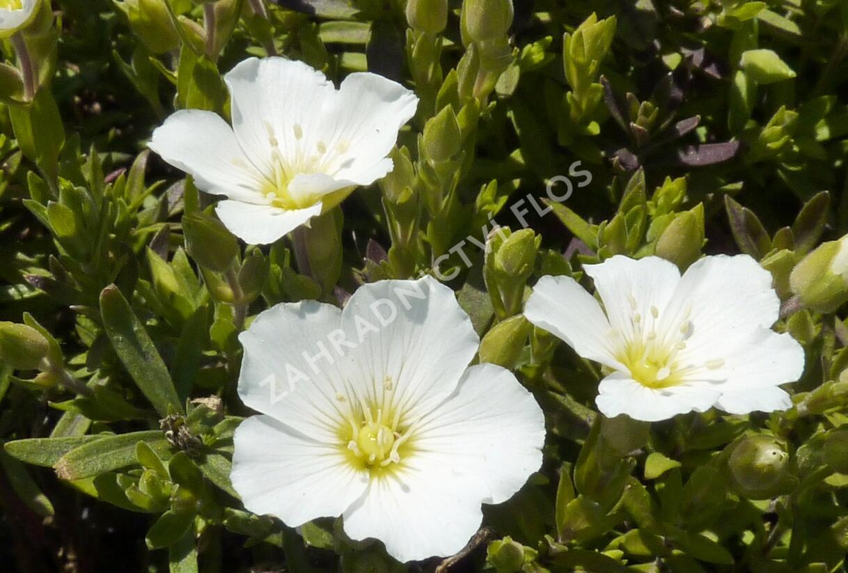 Písečnice horská 'Blizzard' - Arenaria montana 'Blizzard'