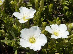 Písečnice horská 'Blizzard' - Arenaria montana 'Blizzard'