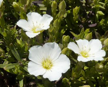 Písečnice horská 'Blizzard'