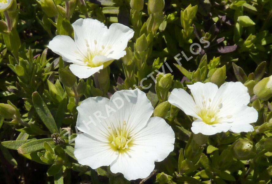 Písečnice horská 'Blizzard' - Arenaria montana 'Blizzard'