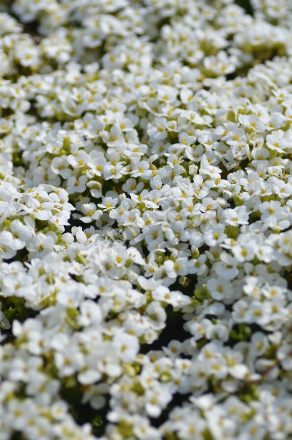 Huseník kavkazský 'Little Treasure White' - Arabis caucasica 'Little Treasure White'