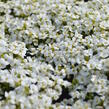 Huseník kavkazský 'Little Treasure White' - Arabis caucasica 'Little Treasure White'