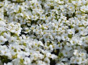 Huseník kavkazský 'Little Treasure White' - Arabis caucasica 'Little Treasure White'